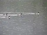 Plongeon huard sous la pluie à la réserve faunique de Matane