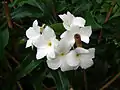 Plumeria pudica.
