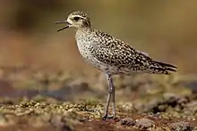 Un oiseau, au plumage tacheté, haut sur patte, assez petit, de profil sur le sol.