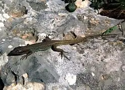 Podarcis peloponnesiacus.
