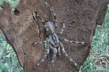 Araignée