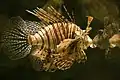 Un pterois