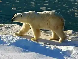 Ours polaire