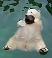Ours polaire flottant sur l'eau, également dans une posture anthropomorphe.