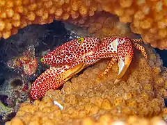 Trapezia rufopunctata