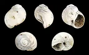 Polinices benoisti