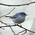 Mâle
