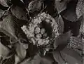 Nid