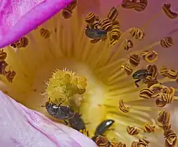 Une fleur rose.