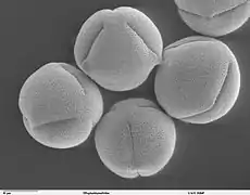 Pollen de ricin commun.
