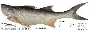 Polydactylus macrochir