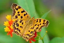 Polygonia c-aureum