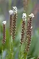 Polygonum viviparum