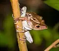 Rhacophoridae Polypedates colletti