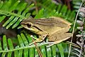 Polypedates megacephalus