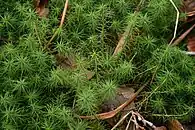 Polytrichum commune, espèce de grande taille, pouvant atteindre 50 cm de haut.