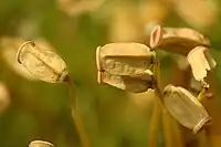 Capsules de Polytrichum commune, à quatre angles. Ici la coiffe et l'opercule sont tombées.