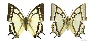 Polyura narcaeus - Muséum de Toulouse.