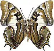 P. pyrrhus pyrrhus.
