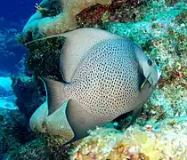Poisson-ange gris (Pomacanthus arcuatus)