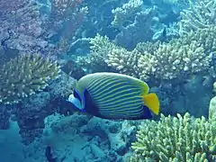 Un poisson-ange impérial (Pomacanthus imperator)