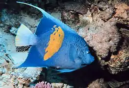 Poisson-ange à croissant (Pomacanthus maculosus)