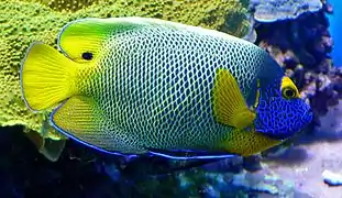Poisson-ange à front jaune (Pomacanthus xanthometopon)