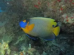Un poisson-ange à front jaune (Pomacanthus xanthometopon)