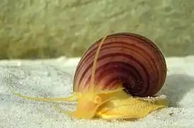 Les ampullaires (Pomacea bridgesii) sont les plus grands escargots d'eau douce vivants.