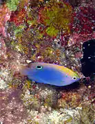 Pomacentrus vaiuli