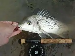 Pomadasys commersonnii