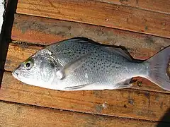 Pomadasys jubelini