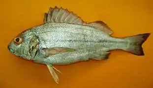 Pomadasys stridens