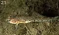 Pomatoschistus norvegicus