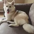 Chiot pomsky.