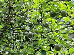 Fruit (Jardin botanique de Prague)