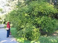 Poncirus (jardin botanique de Bratislava&nbsp;(en))