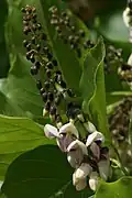 Inflorescence