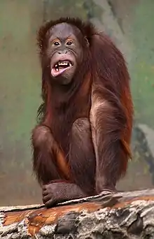 Hominidae : Pongo pygmaeus, l’Orang-outan