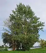 Photographie d'un petit groupe d'arbres près d'une rivière.
