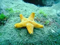 In situ