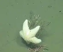 Poraniopsis inflata