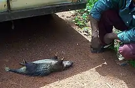 Vente d'un athérure africain comme gibier.