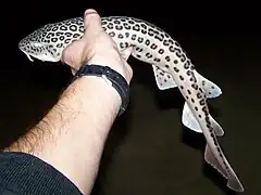 Poroderma pantherinum