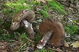 Nigrescencechez Porphyrellus
