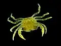 Jeune crabe