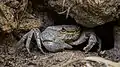 Un Qabru (mt) (Potamon fluviatile lanfrancoi), sous espèce de Potamon fluviatile qui vit à Malte. Avril 2021.