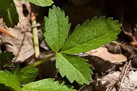 Feuille.