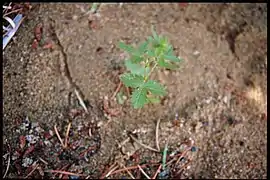 Jeune plante.