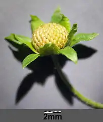 Fruit agrégé.